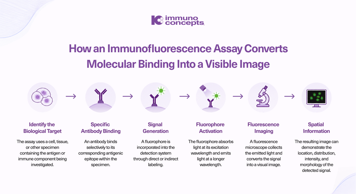 Principle Behind Immunofluorescence Assay